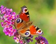 Sommerflieder mit Tagpfauenauge  03