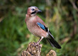 Jay (Garrulus glandarius)