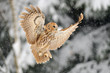 Landing tawny owl