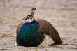 Sitting peacock