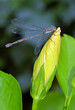 dragonfly rest on hibiscus flower bud
