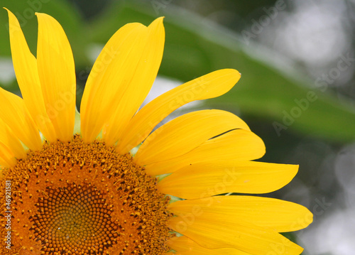 Photo: Sunflower Close-up Sunflower Close-up