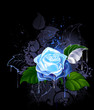 blue rose