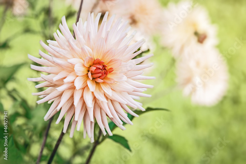 Photo: dahlia dahlia