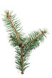 Fir branch