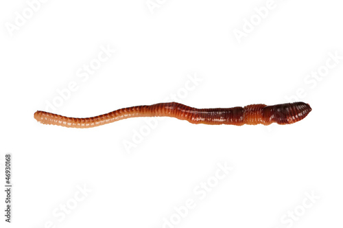 Photo: Earthworm Earthworm