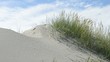 Sanddüne mit Bewuchs