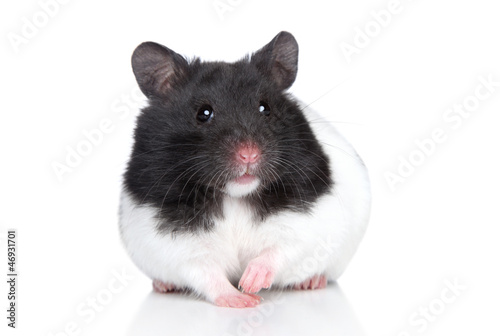 Photo: Hamster, close-up portrait Hamster, close-up portrait