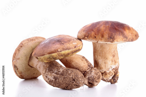 Photo: mushroom mushroom