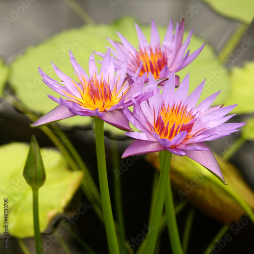 Photo: purlpe water lilies purlpe water lilies