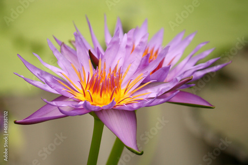 Photo: two purple water lilies two purple water lilies