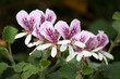 detail of blooming pelargonium flower heads