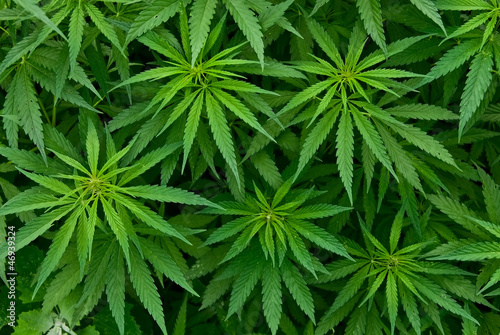 Marijuana