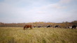 Dairy cows grazing in autumn meadow