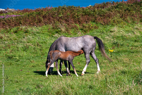 Photo: Wild Welsh Ponies Wild Welsh Ponies