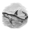 Shark - Requin - Haifisch