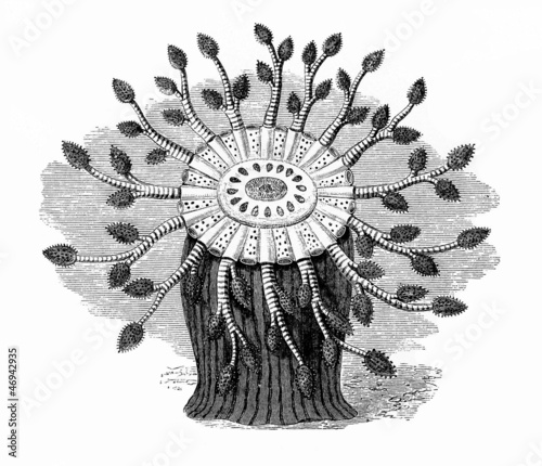 Illustration: Anémone - Actinia Anémone - Actinia