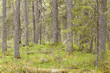 Pine forest in nature reserve, Sweden