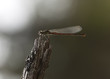 Azure damselfly on stub, macro photo