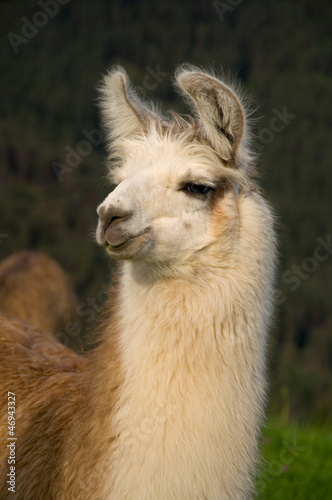 Photo: Lama Lama