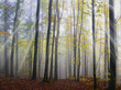 wood with fog and sunbeam