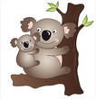 koala