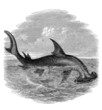 Hammerhead Shark - Requin Marteau