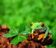 Glücksfrosch