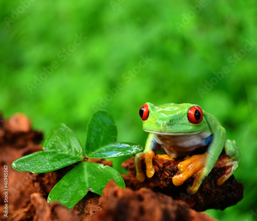 Photo: Glücksfrosch Glücksfrosch