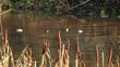 Video: sleeping ducks sleeping ducks