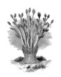 Sea Anemone - Actinie Arborescente