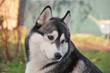 Siberian Husky, Hündin