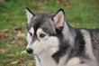 Siberian Husky, Hündin