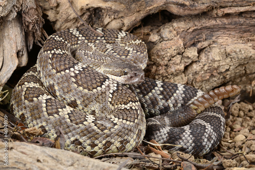 Photo: Southern Pacific Rattlesnake. Southern Pacific Rattlesnake.