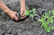 Photo: planting a tomatoes seedling planting a tomatoes seedling