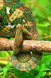 Chamäleon.chamaeleo calyptratus