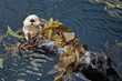 Photo: Otter Otter