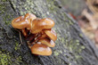 Family of mushrooms on a tree bark