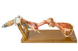 Serrano ham