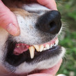 Hundegebiss 23