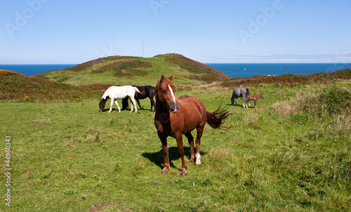 Photo: Wild Welsh Ponies Wild Welsh Ponies