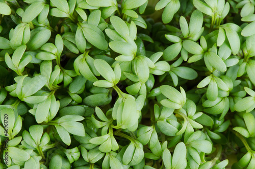 Photo: Garden cress or Lepidium sativum Garden cress or Lepidium sativum