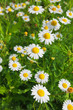 Photo: Wild chamomiles Wild chamomiles