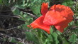 Beautiful red poppy