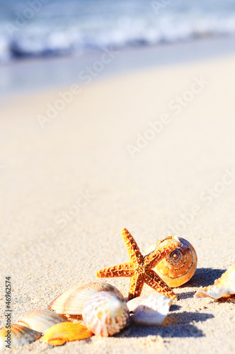 Photo: starfish in vacations starfish in vacations