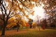 trees in autumn