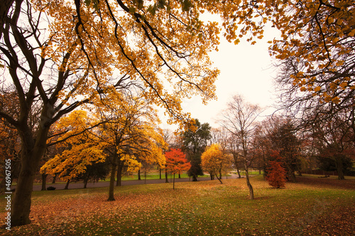 Photo: trees in autumn trees in autumn