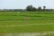 Landscape of a rice paddy field with a bicycle in Asia