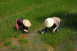 Women workers planting rice on a paddy field in Vietnam
