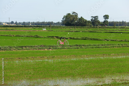 Photo: Landscape of a rice paddy field with a bicycle in Asia Landscape of a rice paddy field with a bicycle in Asia